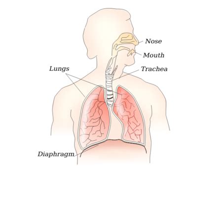 Animal Respiratory System | Birds, Amphibians & Mammals - Video & Lesson Transcript | Study.com