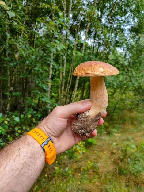 Premium Photo Picking Mushrooms In The Forest