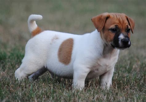 Are Jack Russells Noisy at Nicholas Jess blog