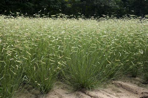 Blonde Ambition Blue Grama Grass Bouteloua Gracilis Proven Winners