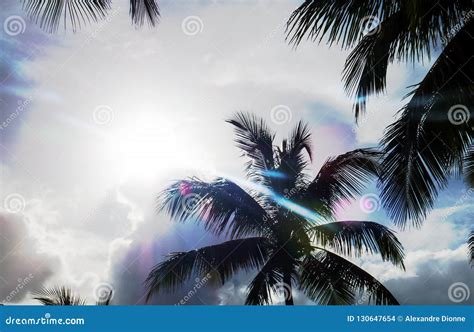 The Sun from a Tropical Paradise Stock Photo - Image of effect, nature ...