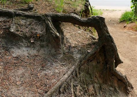 Exposed Tree Roots In The Forest Stock Photo Image Of Wall Flower