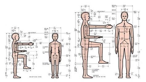 Anthropometrics And Ergonomics 112 By Christina Ip Cmu Design How People Work Fall