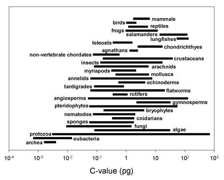 Animal Genome Size Database:: Statistics