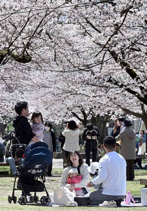 山形も春うらら 桜が満開に、霞城公園に多くの花見客 毎日新聞