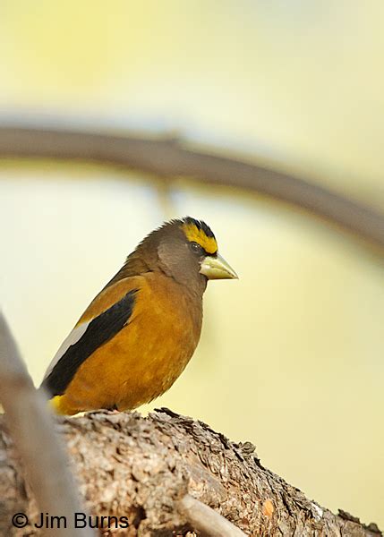 Evening Grosbeak