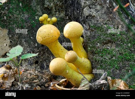 Racimo De Hongos Armillaria Mellea Conocido Como Hongo De Miel Focus