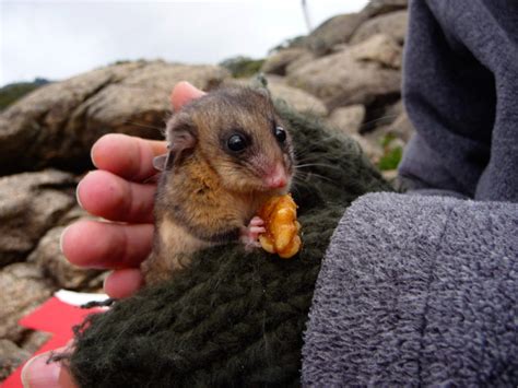 Mountain Pygmy Possum Research Alexis Horn