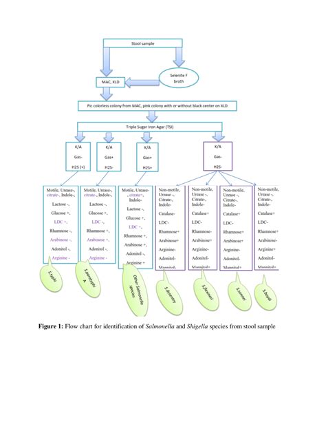 Flow Chart For Identification Of Salmonella And Shigella Species From Download Scientific