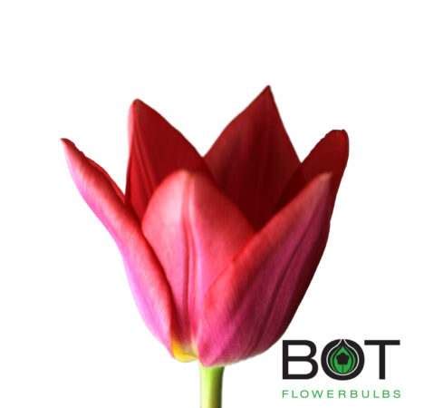neper bot flowerbulbs