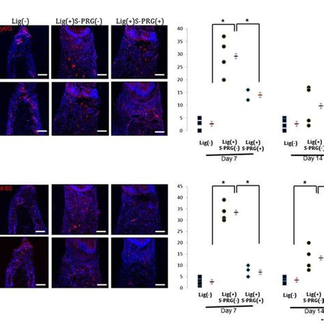 A Representative Image Showing The Immunohistochemical Analysis Of Download Scientific Diagram