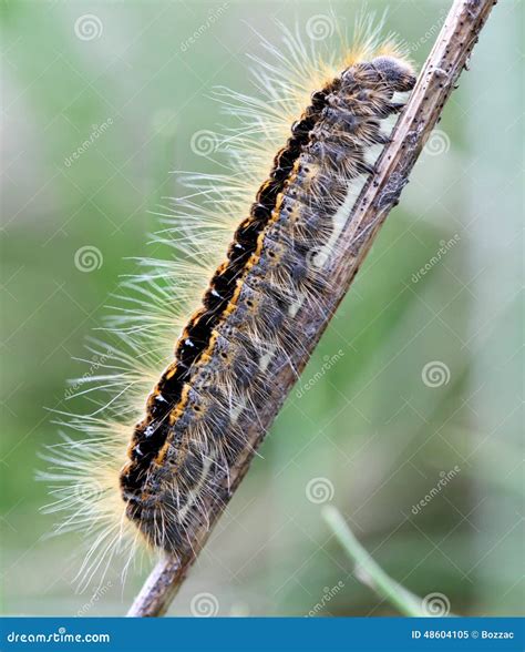 Caterpillar Of The Ground Lackey Moth Stock Photo | CartoonDealer.com