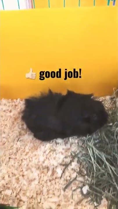 Guinea Pigs Love Their New Cage 😊💛 Youtube