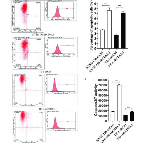 Cdkl Knockdown Retarded Tumor Growth In Vivo A Kyse Shcdkl