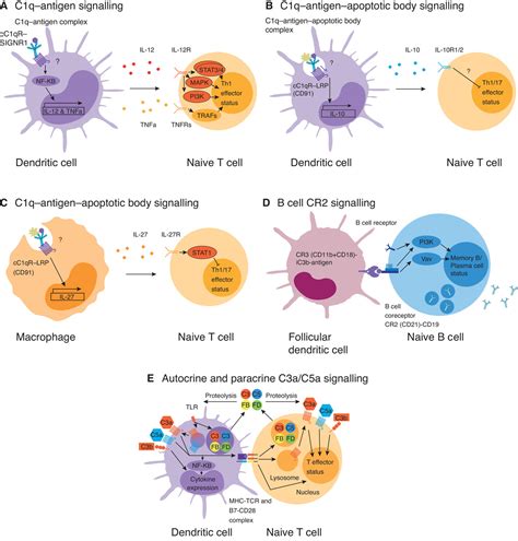 Complement Bridging The Innate And Adaptive Immune Systems In Sterile Inflammation Lo 2020