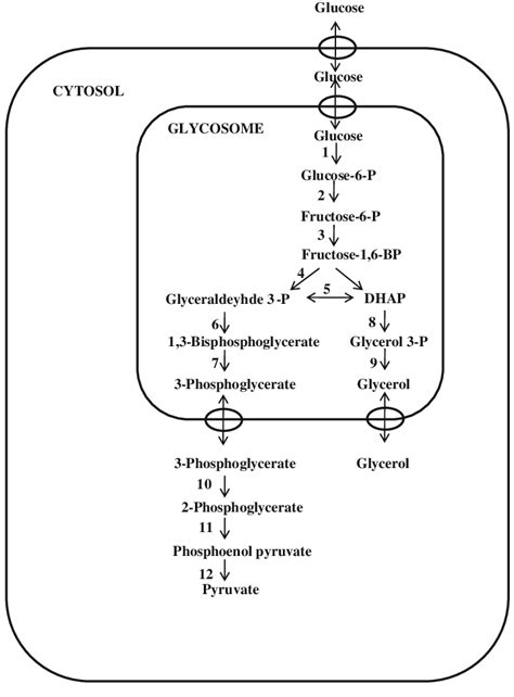 Glycolytic Pathway In Trypanosomatids The Figure Shows The Glycolytic