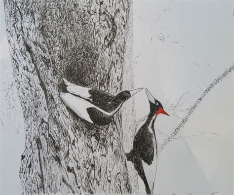 Ivory-billed Woodpeckers by Cosmia45 on DeviantArt