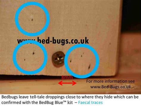 Signs of Bed Bugs | How to know if you have bed bugs.