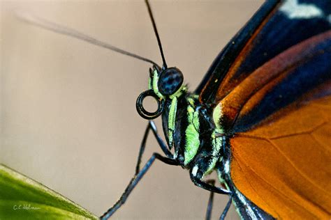 Butterfly Closeup Photograph By Christopher Holmes Pixels