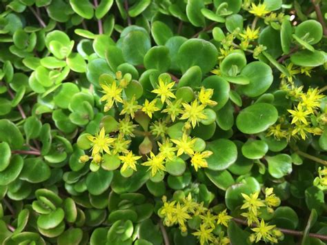 A Varjúháj Sedum Tetractinum Coral Reef Gondozása Citygreenhu