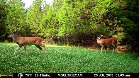 Scouting Whitetail Deer During The Summer Deer Hunter Tips