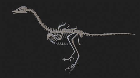 Archaeopteryx Fullskeleton 3d Model By Joff3d 436bdec Sketchfab