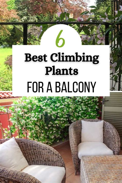 6 Best Climbing Plants For A Balcony In 2024 Balcony Plants Balcony