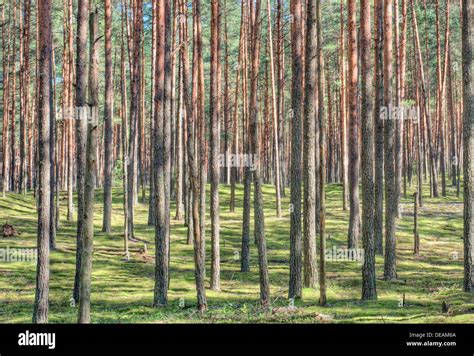 Forest in Cepkeliu National Nature Reserve, Lithuania, Europe Stock ...