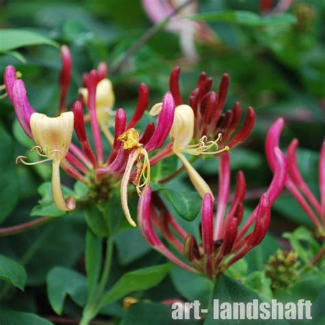 Жимолость вьющаяся "Serotina" (Серотина) - купить в Екатеринбурге