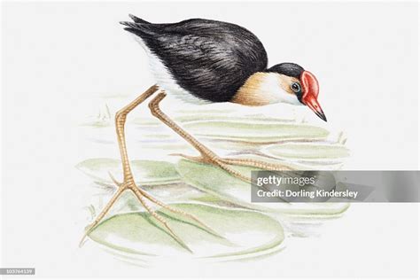 Illustration Of A Combcrested Jacana Also Known As Lilytrotter On A