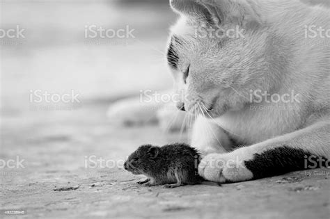 Cat And Mouse Stock Photo Download Image Now Playing Cat And Mouse