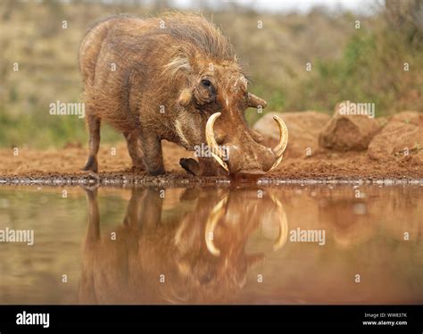 Warthog In The Water Hole Reflection Kwazulu Natal South Africa