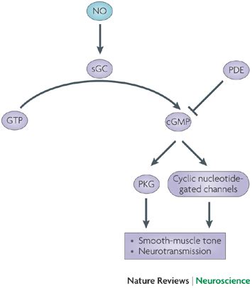 Nitric Oxide Activates Soluble Guanylyl Cyclase Soluble Guanylyl