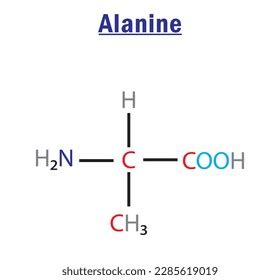 Alanine Amino Acid Formula Structure Chemical Stock Vector Royalty