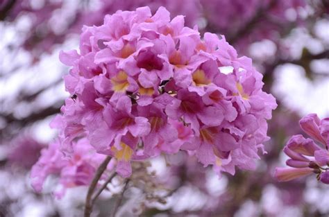 Para Que Serve O Ipê Roxo - Ipê Roxo: 19 Benefícios, para que serve, como fazer o chá e malefícios ...