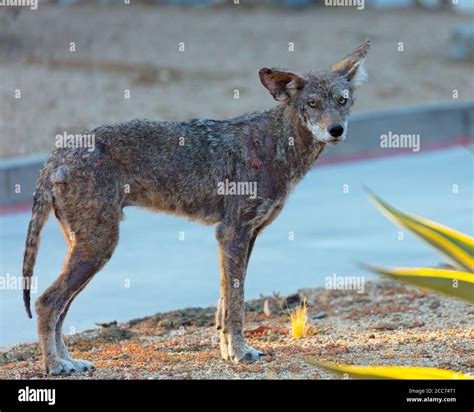 Wile Coyote Hi Res Stock Photography And Images Alamy