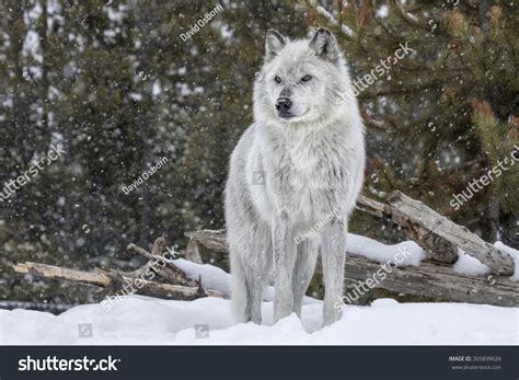 1.863 Wolves Yellowstone Images, Stock Photos & Vectors | Shutterstock