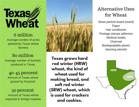 Texas Wheat Texas Row Crops Newsletter