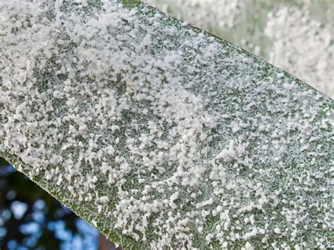 Woolly Aphid Control: How To Get Rid Of Woolly Aphids | Gardening Know How