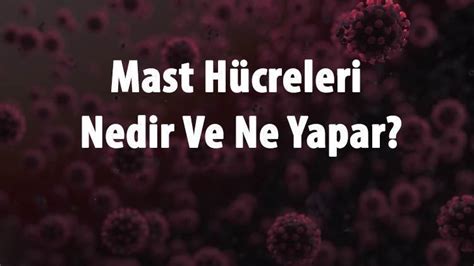 Mast Hücreleri Nedir Ve Ne Yapar Mast Hücresi Stabilizatörleri