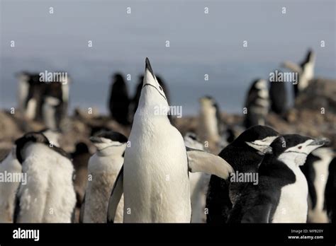 Chinstrap penguins antarctica hi-res stock photography and images - Alamy