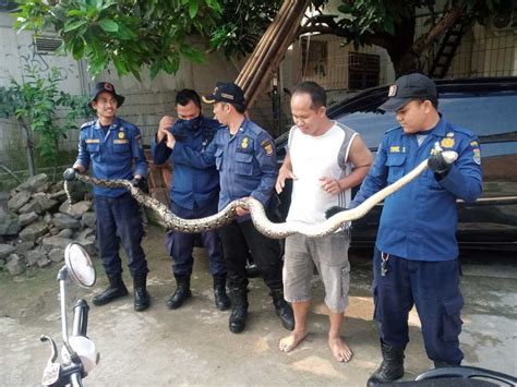 Ular Piton Asik Dikamar Mandi Damkar Evakuasi Piton Sepanjang Tiga