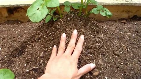 What To Plant In Your Fall Vegetable Garden And Planting Seeds From The Garden Youtube