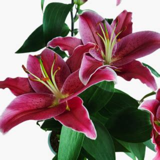 Lily Stargazer Lilium Plant FLowering Plant Halaplants Ae