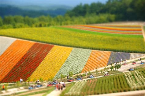 2024 Flower Viewing Calendar for Furano Area