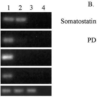 Ablation Of Hormone Expression By Conditional Expression Of C Myc A