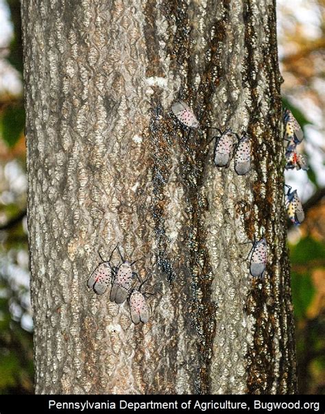 how do spotted lanternflies damage trees - Jasmin Blalock