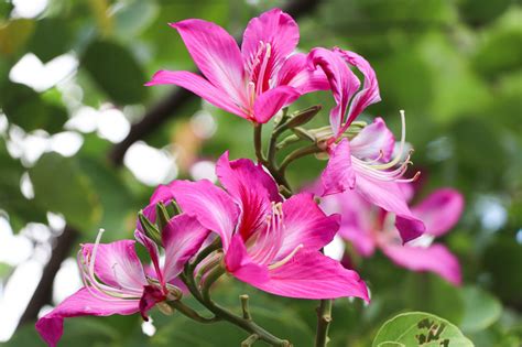 Hong Kong Orchid Tree (Bauhinia blakeana): All You Need To Know