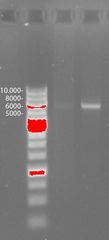 Team Groningen Notebook Igem Org