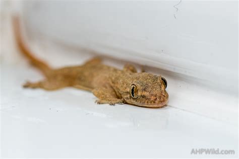 Asian House Gecko – AHP Wild